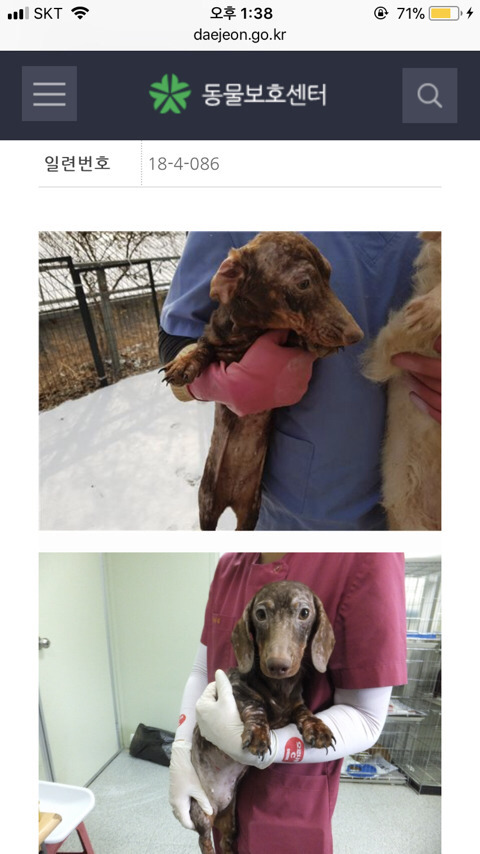 개농장 추정 닥스훈트5마리! 제발 저희를 도와주세요 (혐오주의) | 인스티즈