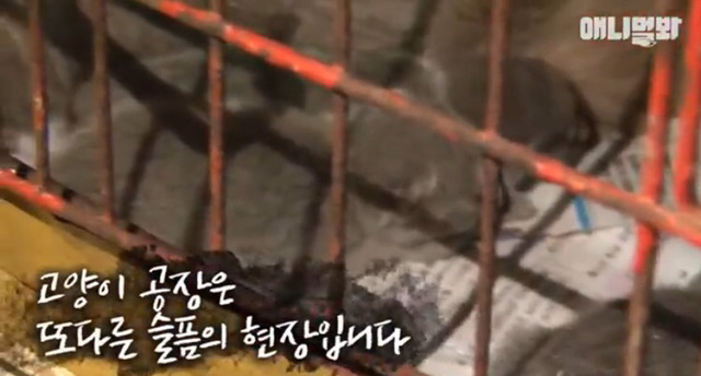 고양이 공장도 없애야됨 | 인스티즈