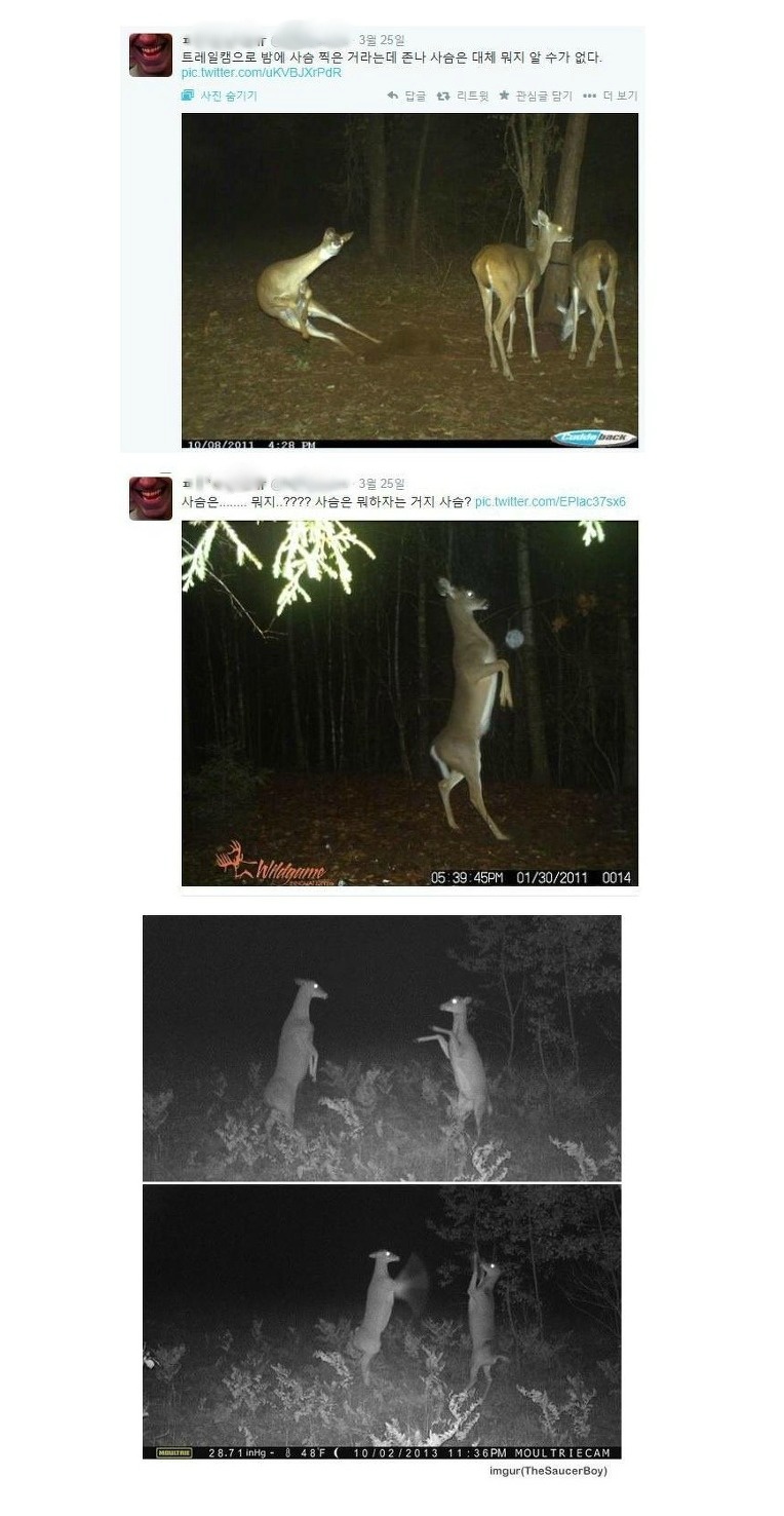 사슴의 생태를 알아보자 | 인스티즈