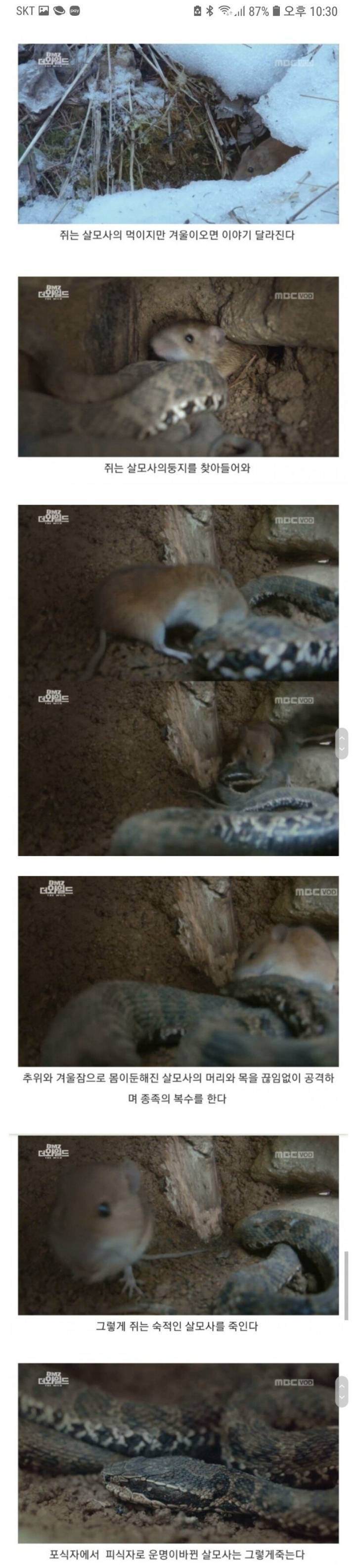 겨울잠 자는 살모사를 찾아 복수하는 쥐 | 인스티즈