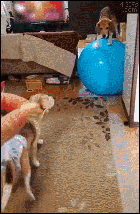 간식을 먹기 위한 노력.gif | 인스티즈