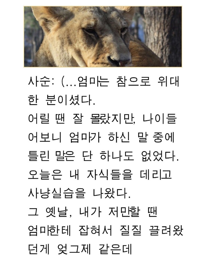 엄마사자의 내리사랑 | 인스티즈