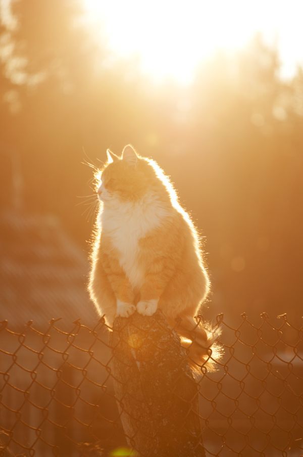 햇빛과 고양이 | 인스티즈