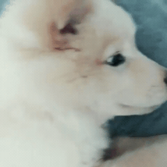 [대화가필요한개냥] 나인뮤지스 경리와 사랑스러운 반려견 시로.jpg | 인스티즈