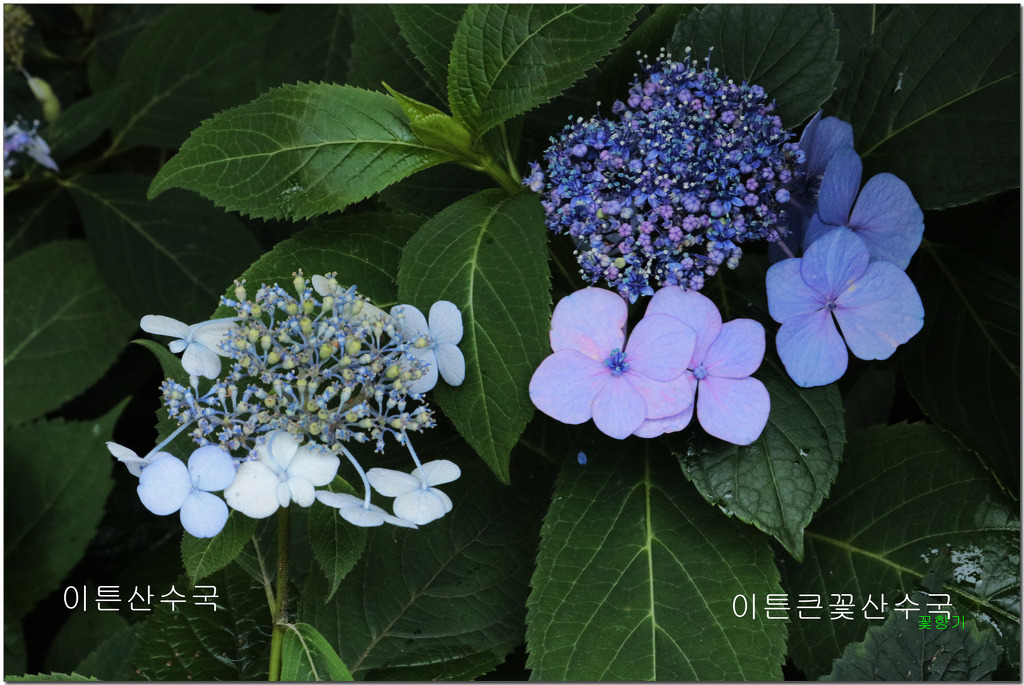 꽃잎 이미지