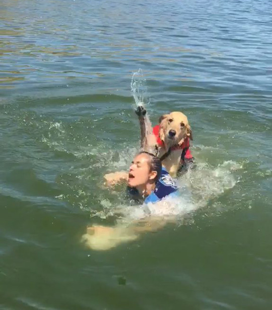 물에 빠진 집사를 구하자! | 인스티즈