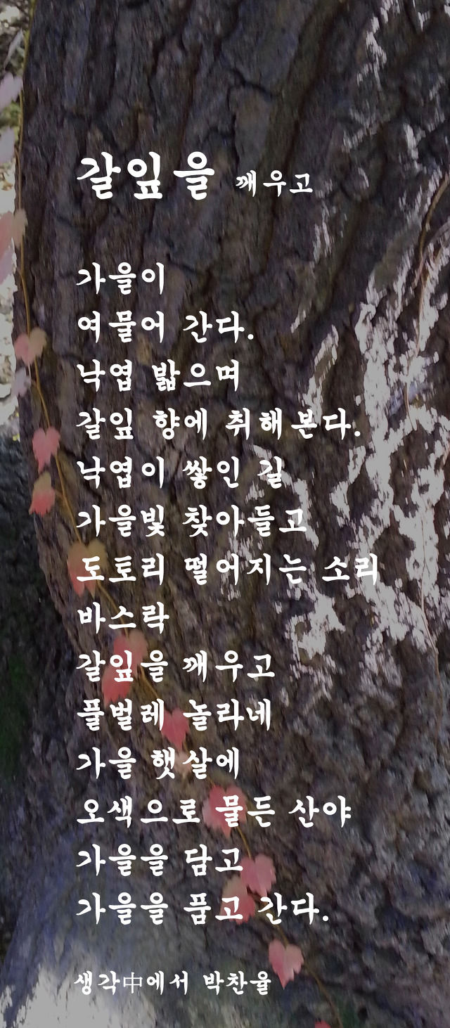 갈잎 이미지