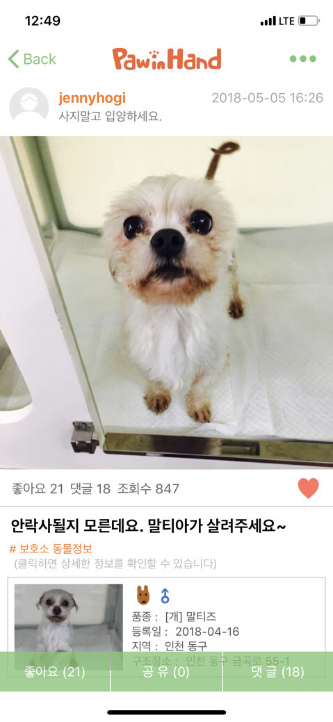 🚨🚨안락사를 겨우 면한 구름이를 도와주세요! 겨우 살렸어ㅠㅠ제발 도와줘🚨 | 인스티즈