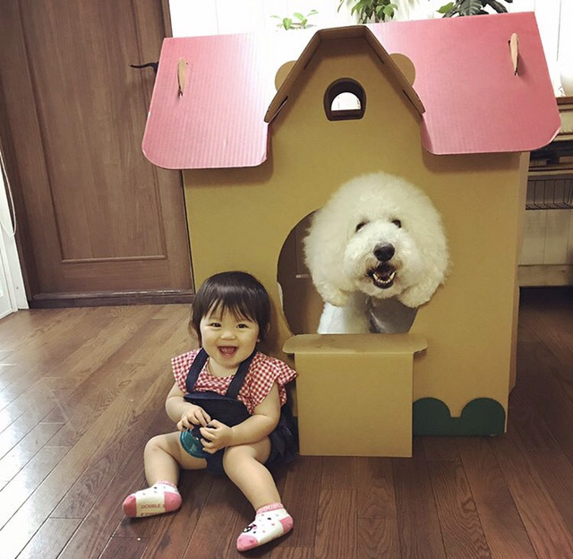 스탠다드 푸들과 1살 아기의 아주 사랑스러운 일상.jpg | 인스티즈