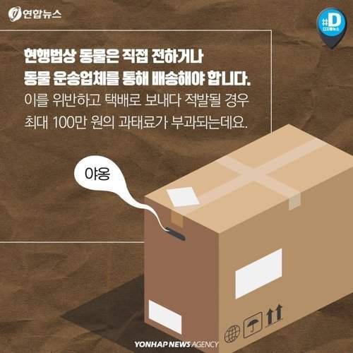 택배 상자 안에서 죽어가는 반려동물들 | 인스티즈