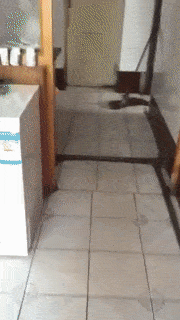톰과 제리는 실화.gif | 인스티즈