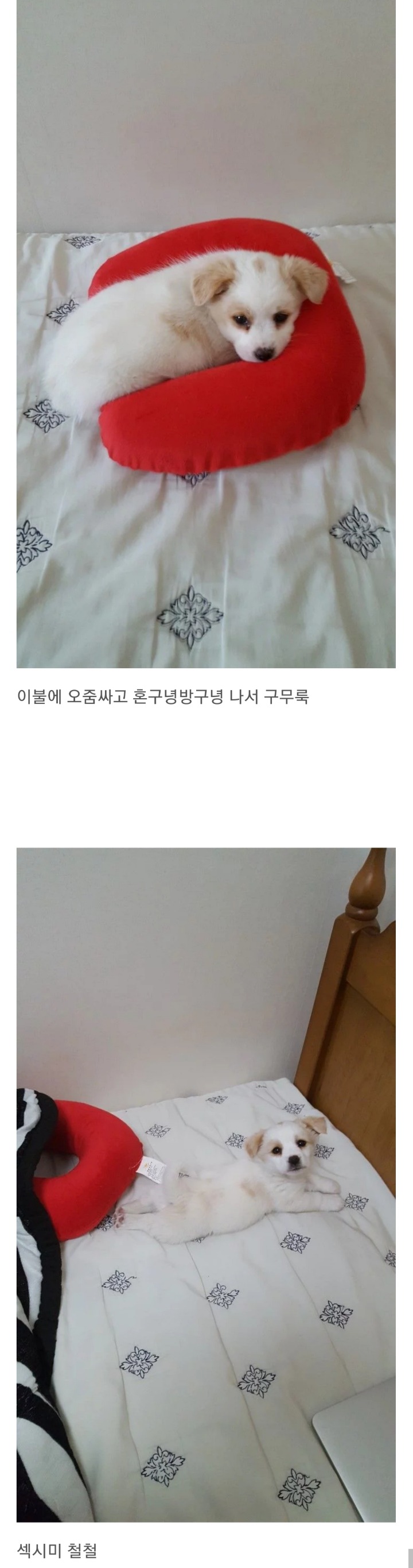동생이 전주시 식당에서 강아지를 데려왔어요 | 인스티즈