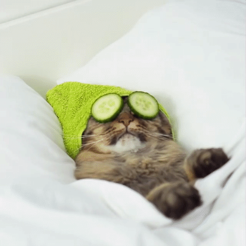 고양이 풀코스 서비스 | 인스티즈