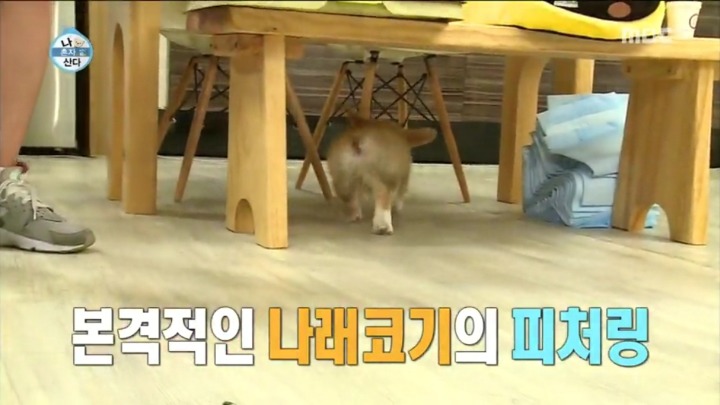 나래코기와 전현무.jpg | 인스티즈