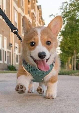 웰시코기를 키우는이유 | 인스티즈