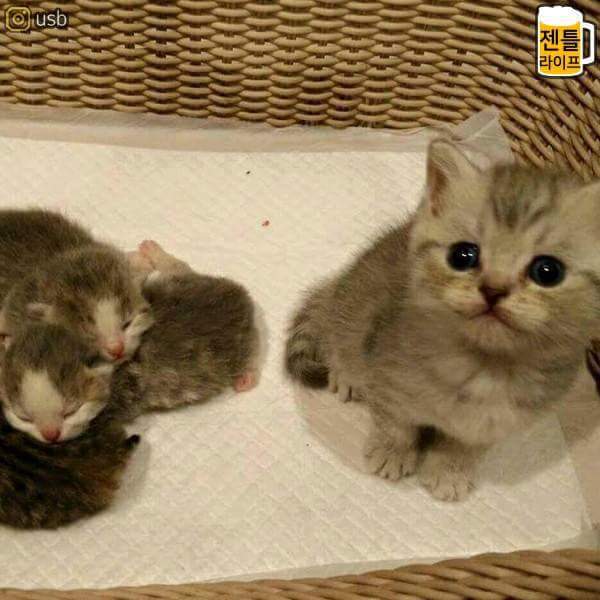 귀여운 냥냥이들 | 인스티즈