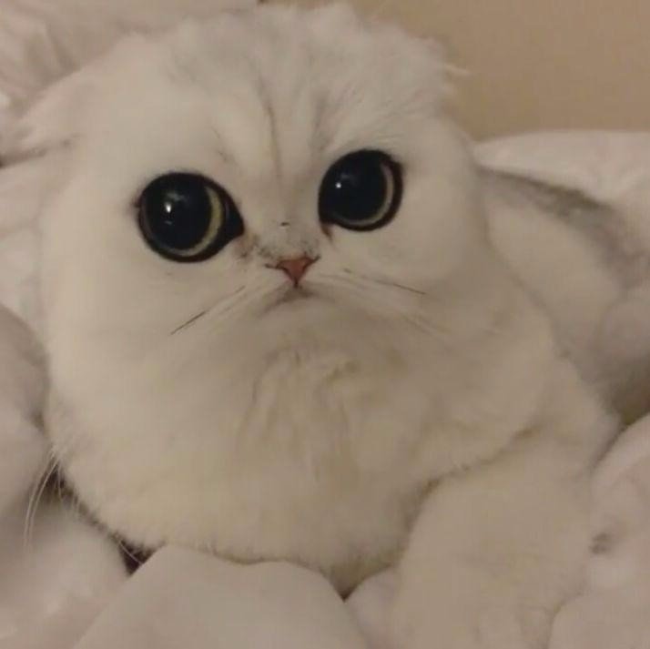 개와 고양이.jpg | 인스티즈