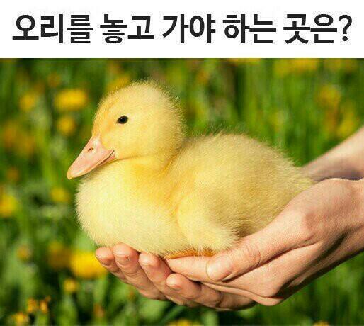 오리를 놓고 가야 하는 곳은?.jpg | 인스티즈