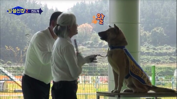 알쓸신잡) 진도의 관광지 + 진도를 유시민이 추천하는 이유 (댕댕이 주의) | 인스티즈
