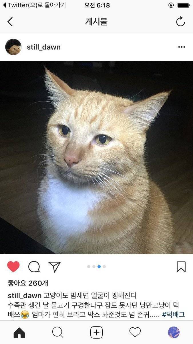 물고기 보다 현자타임 와버린 고양이 | 인스티즈