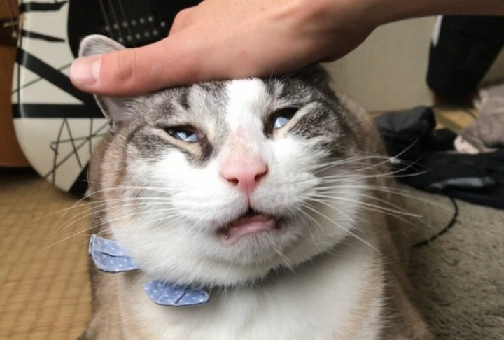 망한 고양이 사진대회.JPG | 인스티즈