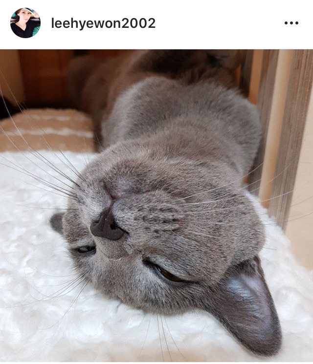 안느 집에서 키우는 냥이 | 인스티즈