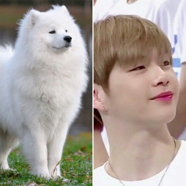 강아지중에 가장 사람닮은듯한 강다니엘 사진모음.jpg | 인스티즈