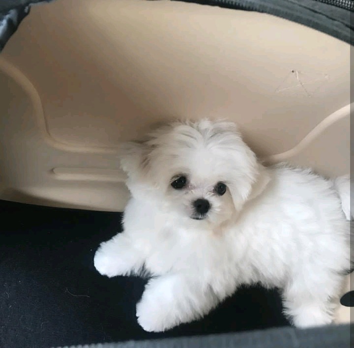 슈퍼주니어 이특이 키우는 반려견 심쿵이.jpg | 인스티즈