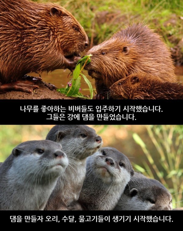 늑대가 생태계에 미치는 영향 | 인스티즈