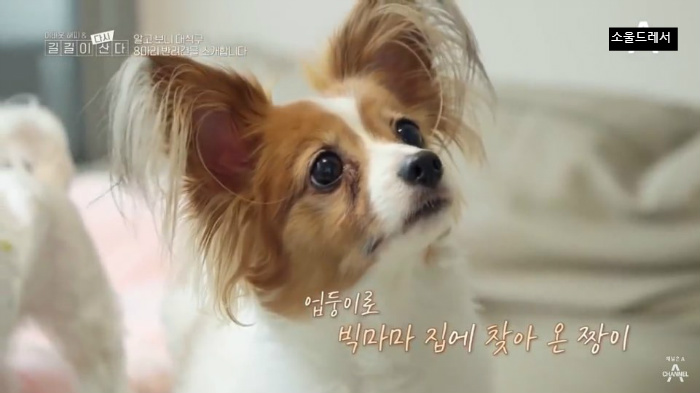  빅마마 이혜정의 스트릿출신 반려견들 (귀여움주의) | 인스티즈