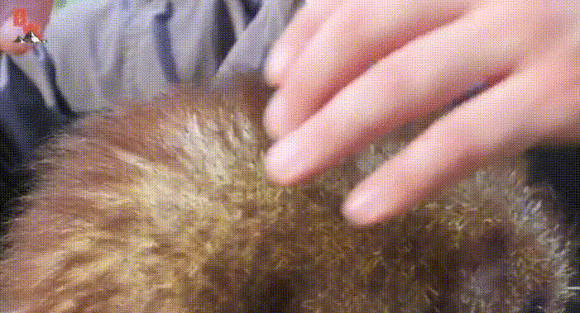 산미치광이라고도 불리우는 위험한 설치류.jpgif | 인스티즈