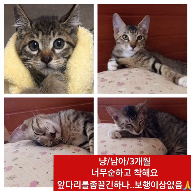 곧 안락사 될 강아지랑 방사 될 고양이 봐줘ㅜㅜ | 인스티즈