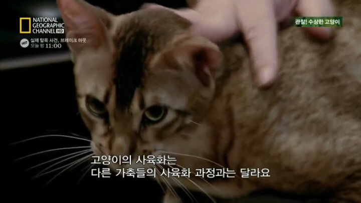 인간이 고양이를 반려동물로 키우기 시작한 과정 | 인스티즈