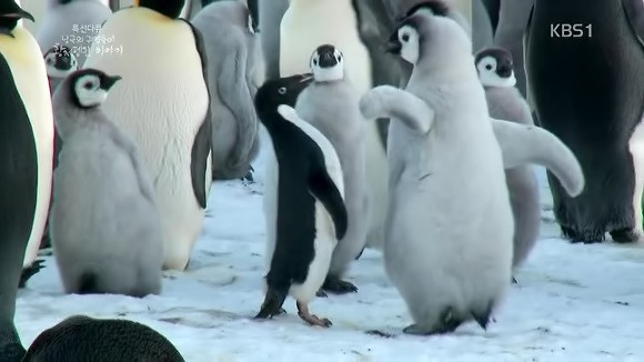 조금 생소할 수 있는 남극 펭귄들의 습성에 대해 알아보자.jpgif | 인스티즈