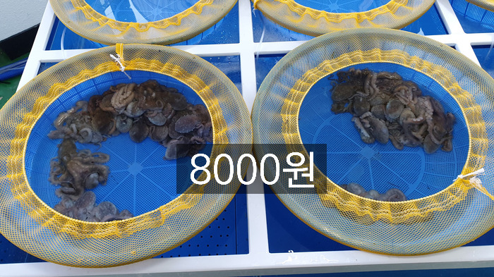 목포뻘낙지 이미지