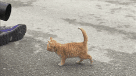 동물다큐 촬영 중 일어난 사건 ㄷㄷㄷ.gif | 인스티즈