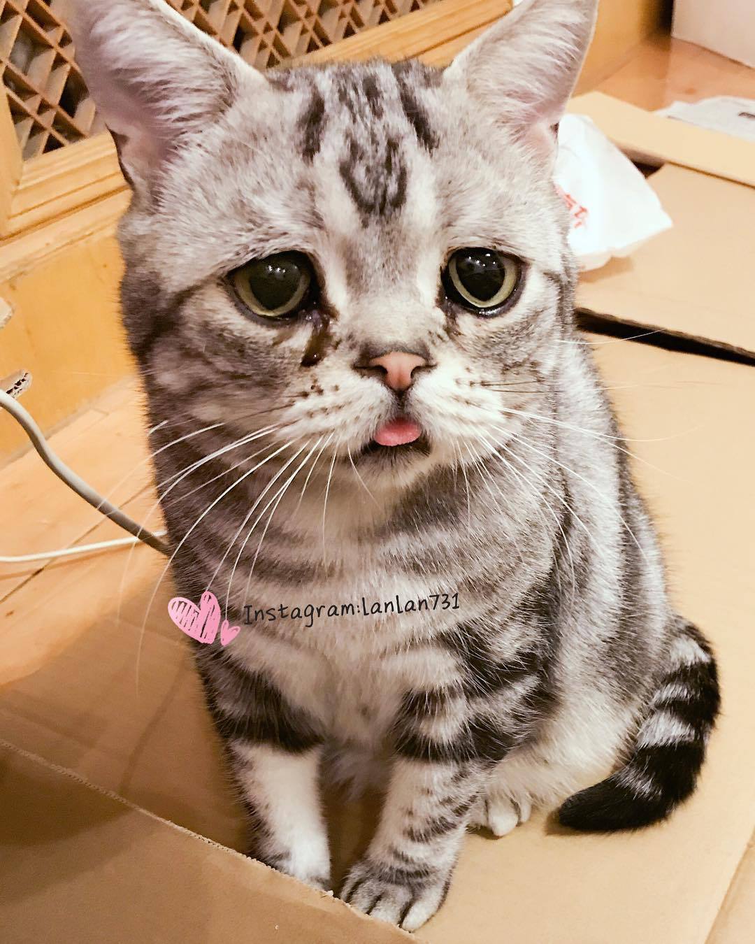 항상 억울한 냥이.jpg | 인스티즈