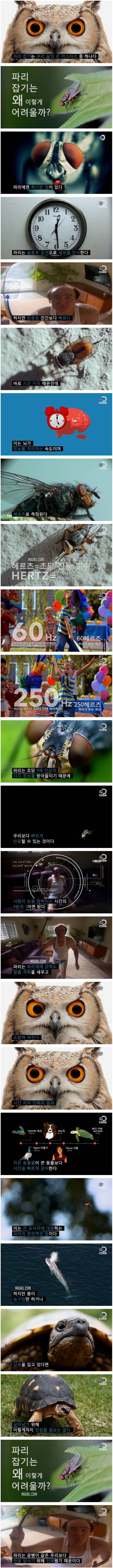 파리의 특수한 능력 | 인스티즈