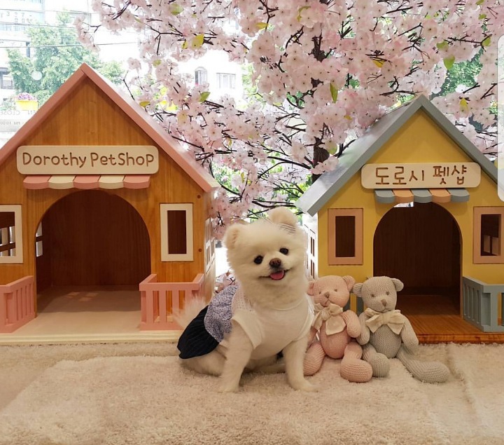 전생에 뭐였는지 궁금한 고양이 | 인스티즈