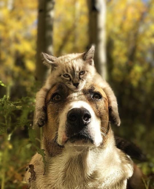 개와 고양이의 여행.jpg | 인스티즈