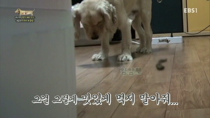 [세나개] 시도때도 없이 마운팅하고 똥을 먹는 두부의 문제 행동 고치기 -1.jpg | 인스티즈