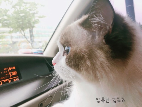 랙돌 고양이 쵸쵸의 매력에 빠져들것이다 | 인스티즈