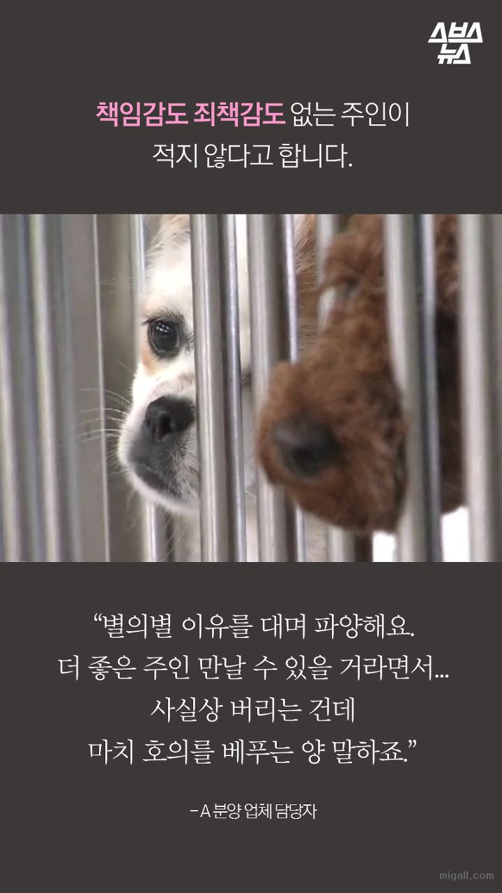 개들도 유행을 탄다.JPG | 인스티즈