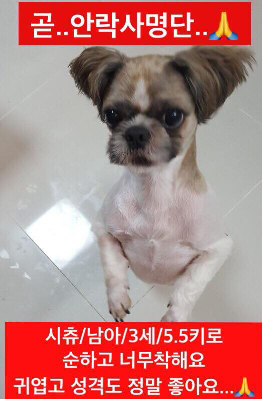 안락사명단 19마리 강아지 고양이 보고가줘..ㅠㅠ | 인스티즈