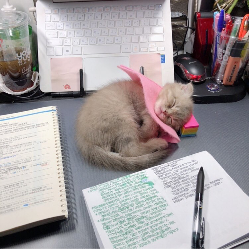 공시생 공부 방해하는 고양이.jpg | 인스티즈