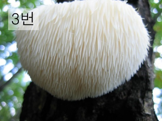  독버섯 고르기 | 인스티즈