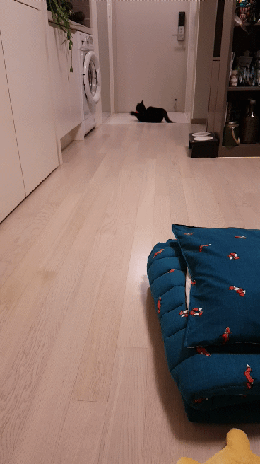 디씨에서 귀여움만으로 힛갤간 고양이 | 인스티즈