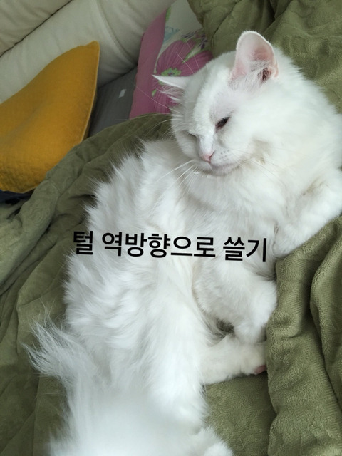 여러분이 고양이한테 하는 짓.twt | 인스티즈