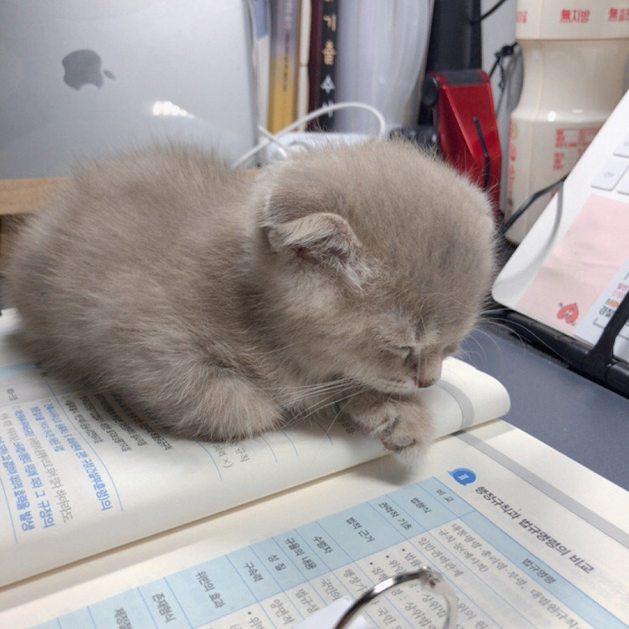 공시생 공부 방해하는 못된 고양이 | 인스티즈