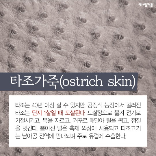 일상에 스며든 동물학대 생산품들 | 인스티즈